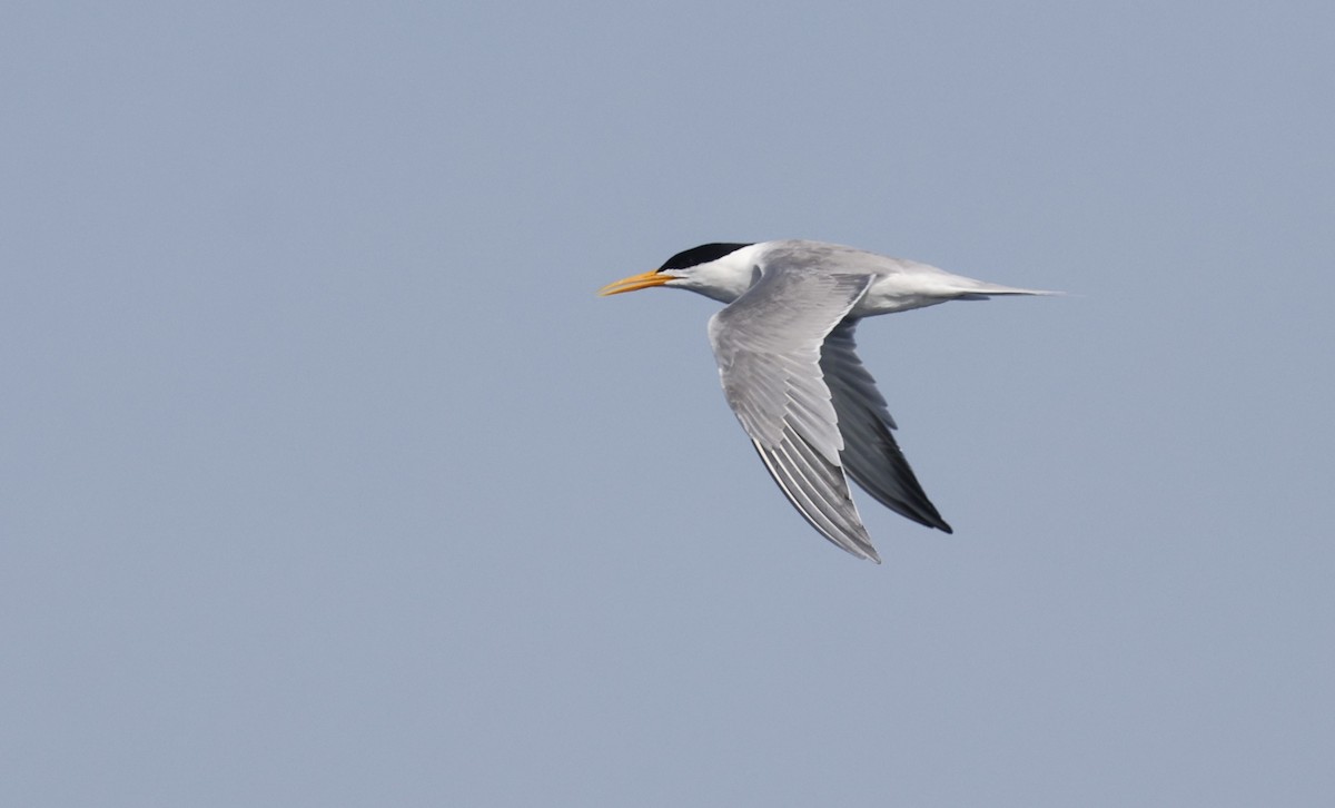 Lesser Crested Tern - ML636173372