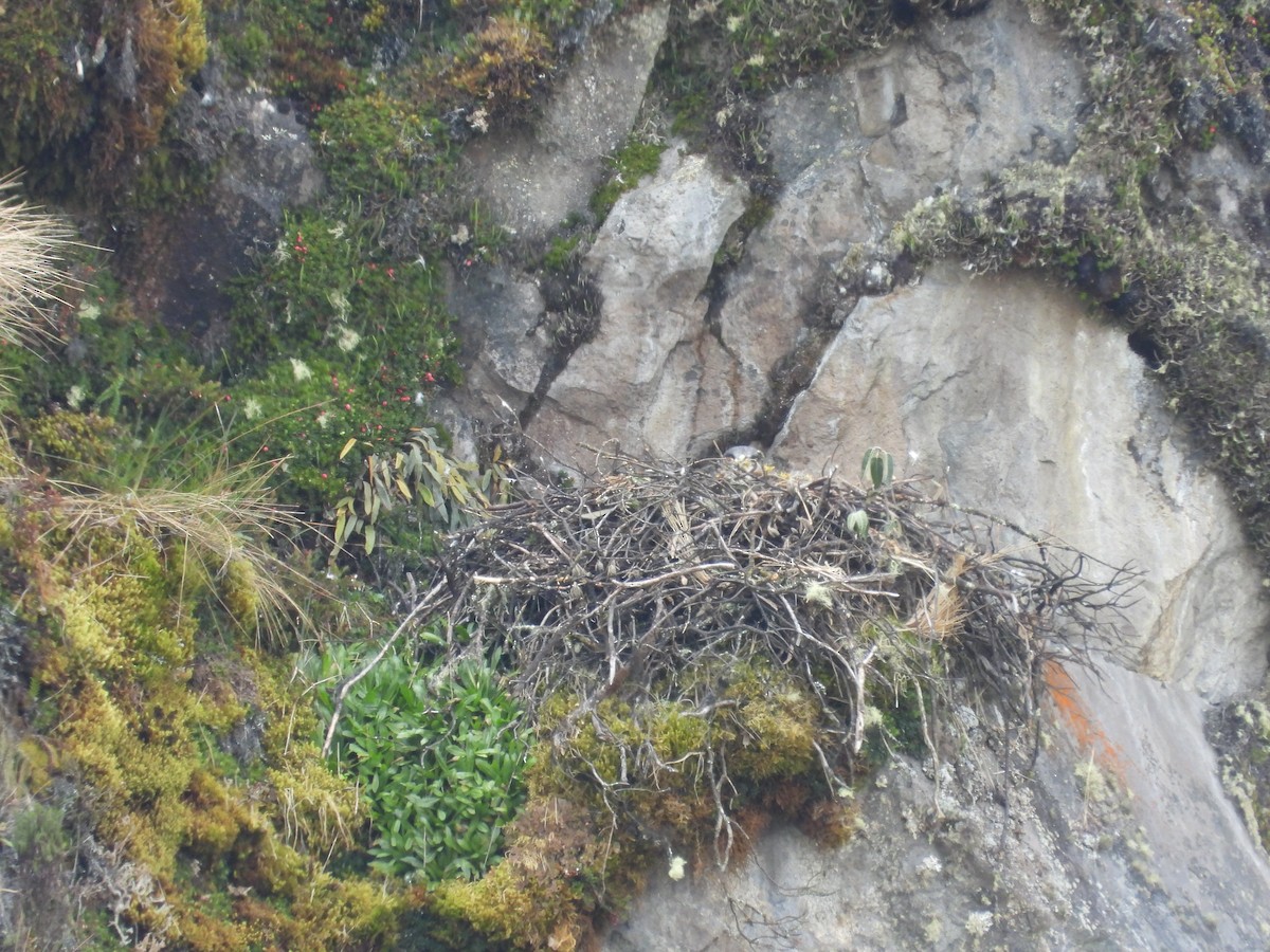 Variable Hawk - ML636173379