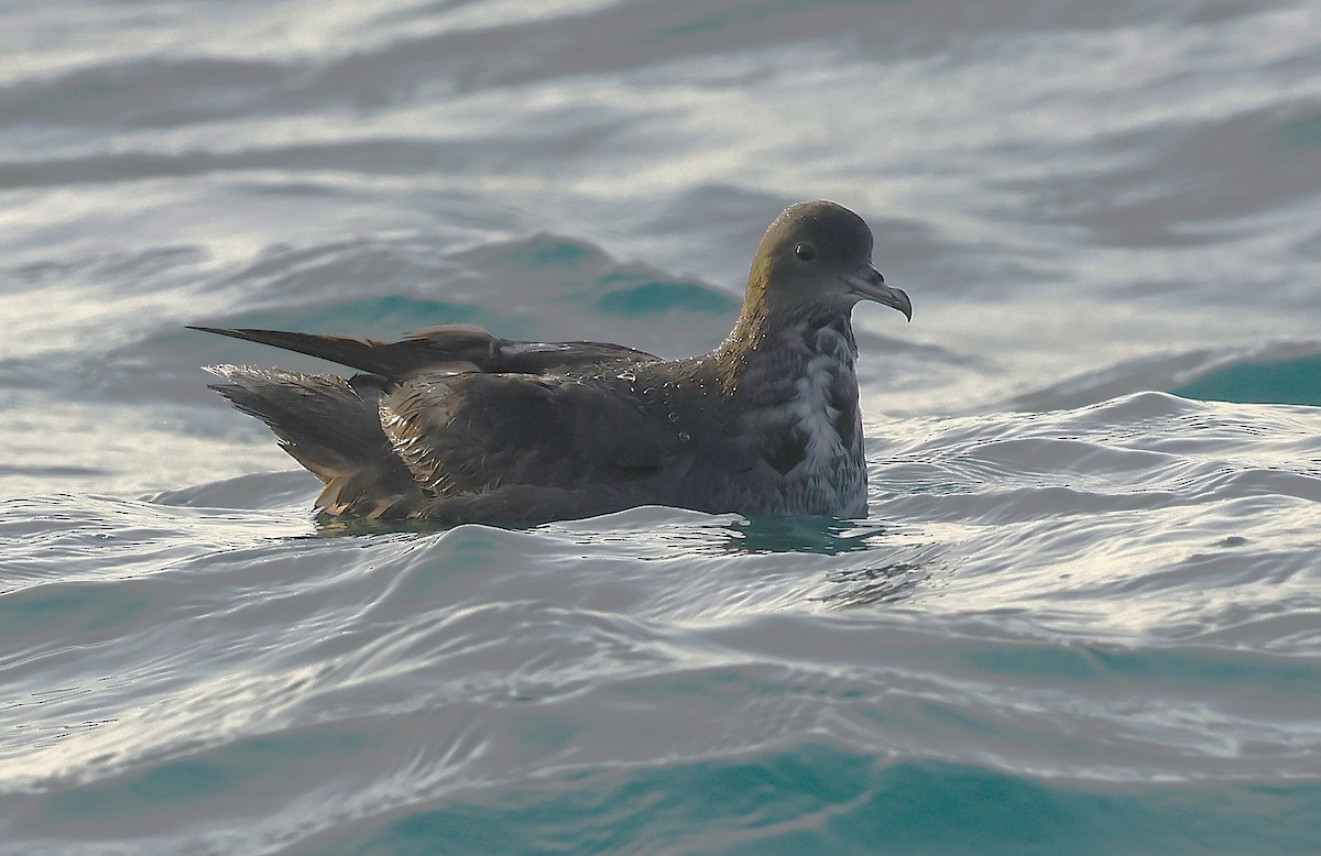 Short-tailed Shearwater - ML636173395