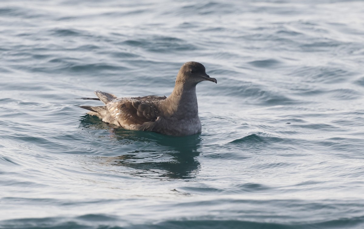 Short-tailed Shearwater - ML636173400