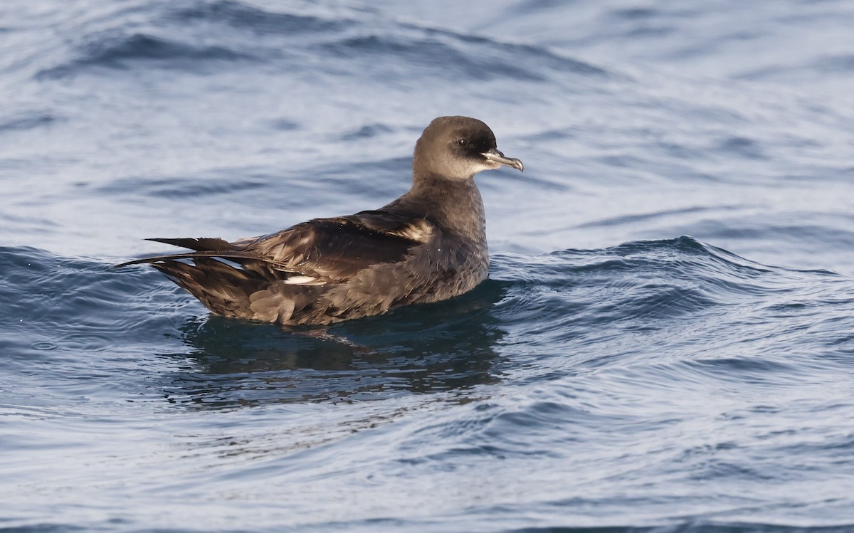 Short-tailed Shearwater - ML636173404