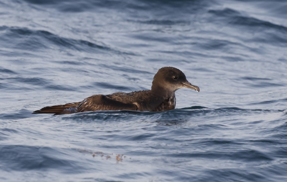 Short-tailed Shearwater - ML636173405