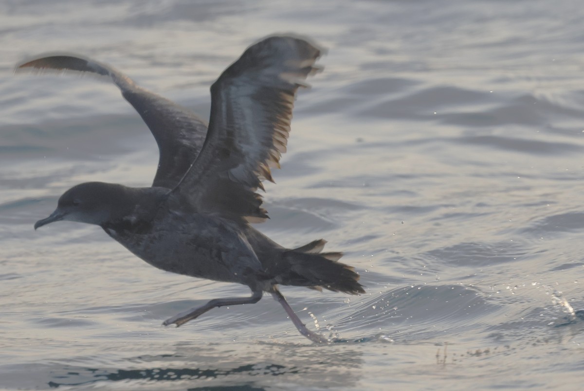 Short-tailed Shearwater - ML636173410