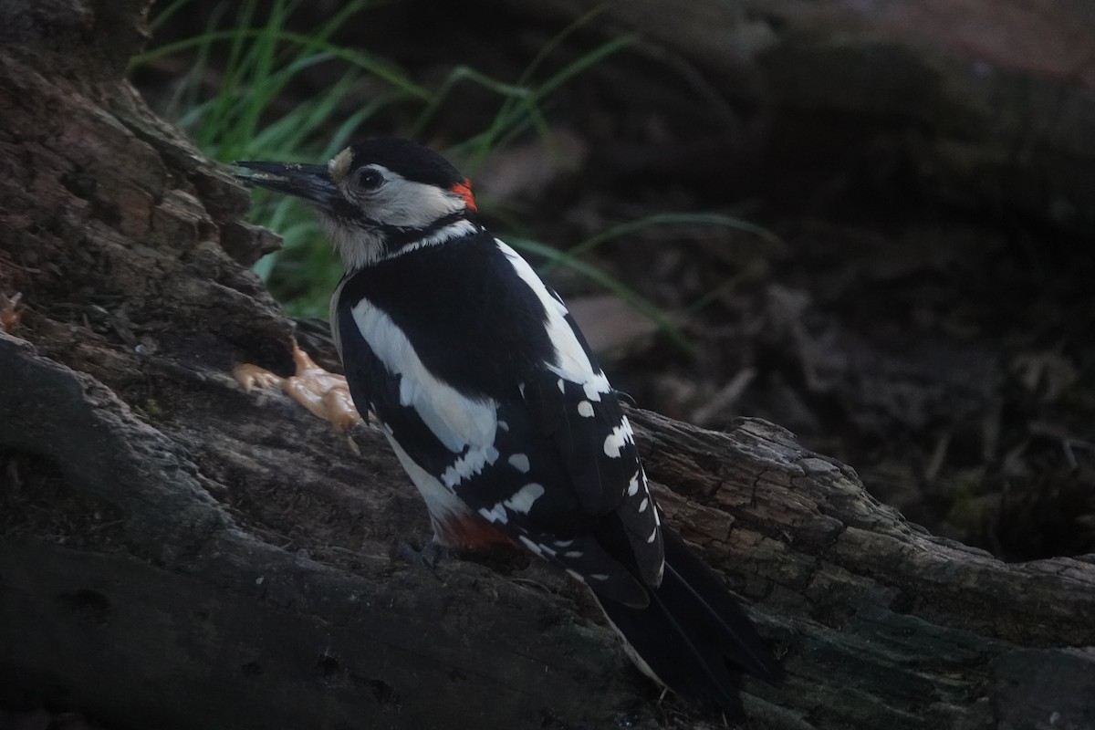 Orman Alaca Ağaçkakanı - ML636173440