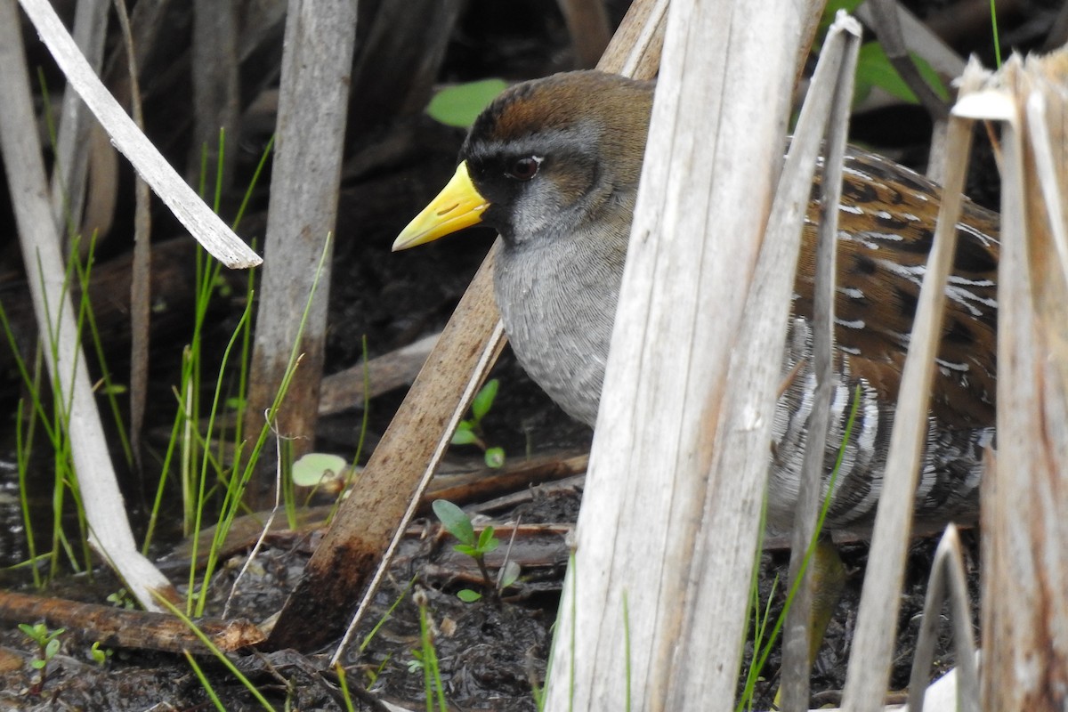 maskerikse - ML636173444