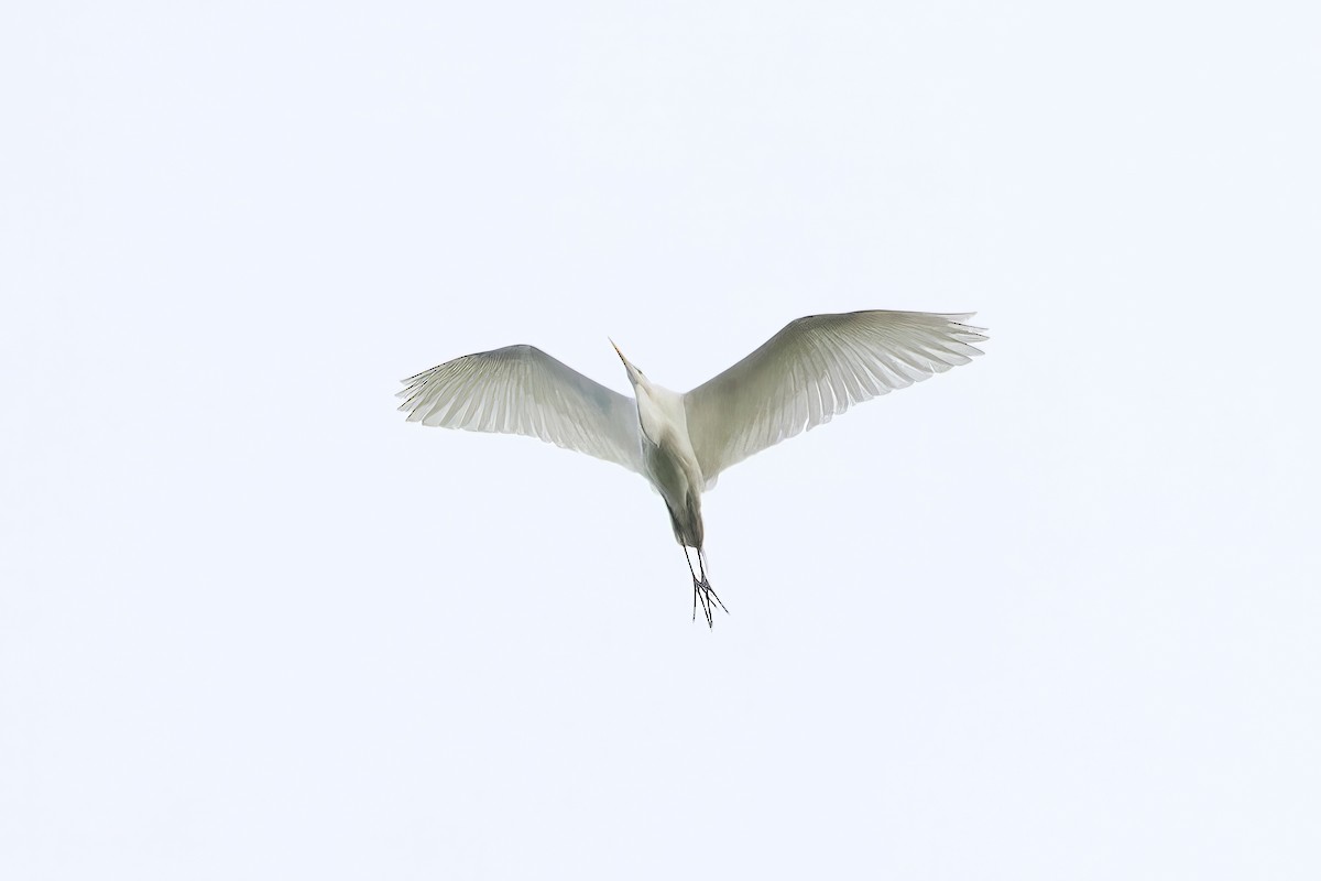 Great Egret - ML636173470