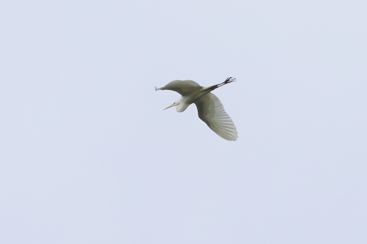 Great Egret - ML636173471
