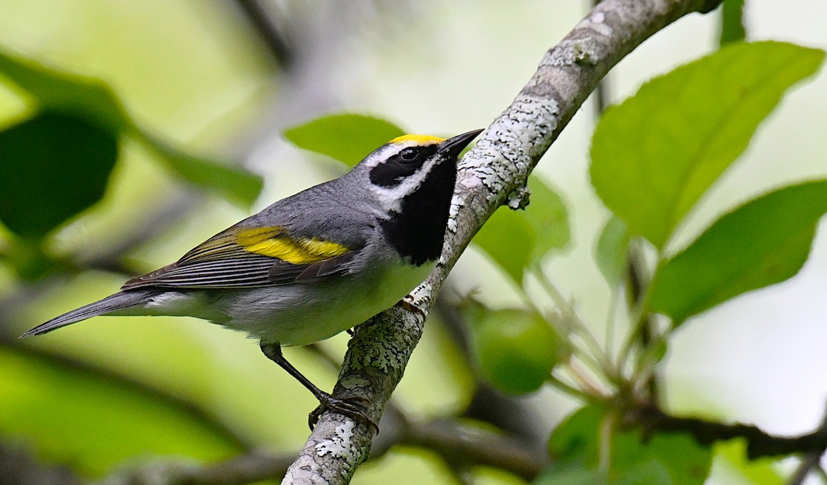 gullvingeparula - ML636173480