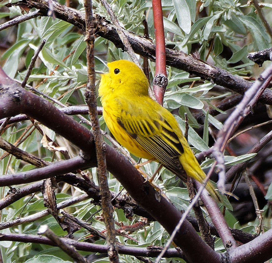Yellow Warbler - ML636173490