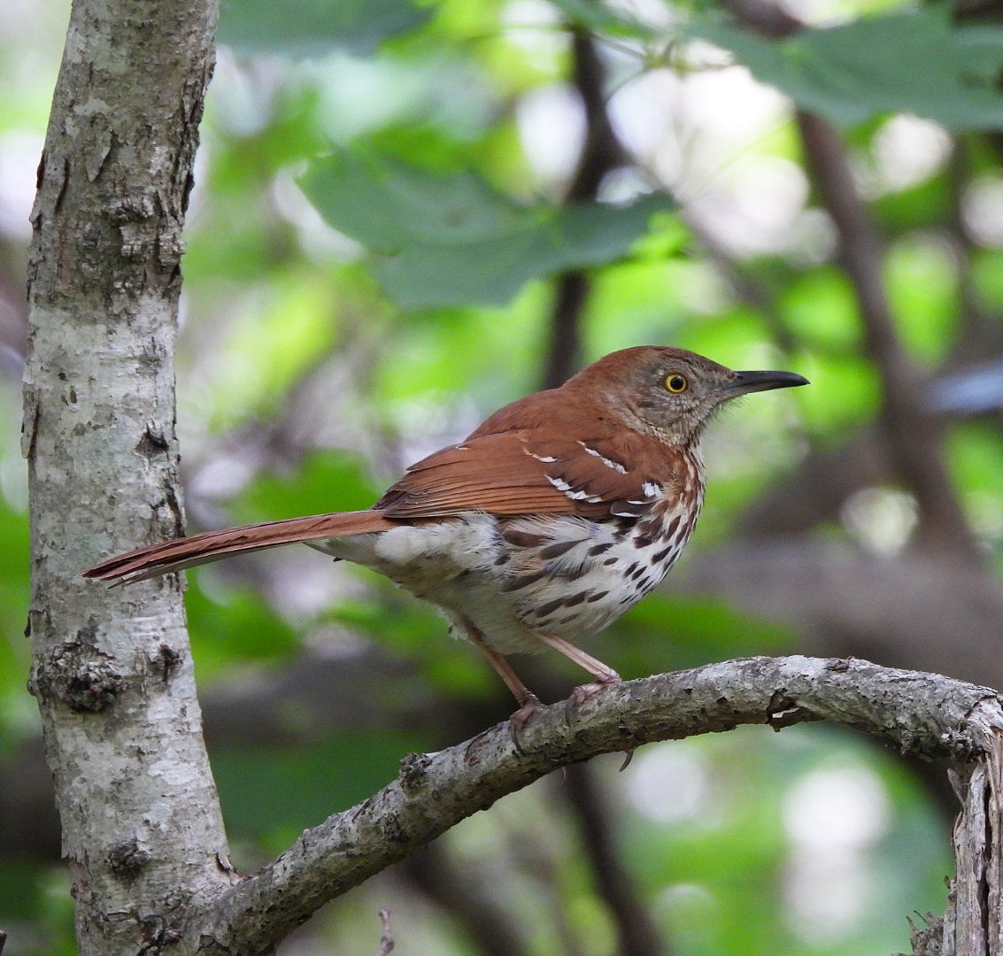 Brown Thrasher - ML636173498