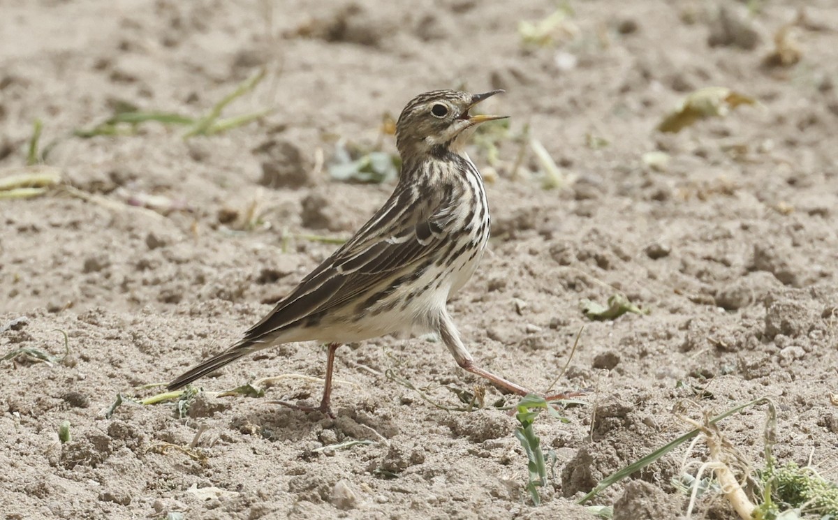 Red-throated Pipit - ML636173507