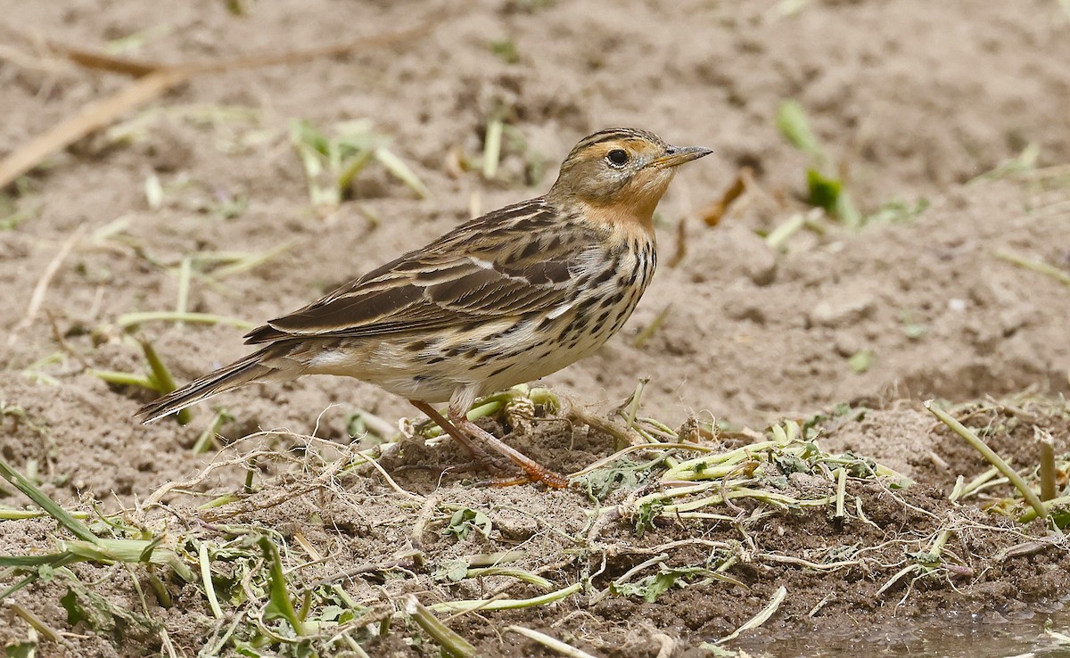 Red-throated Pipit - ML636173508