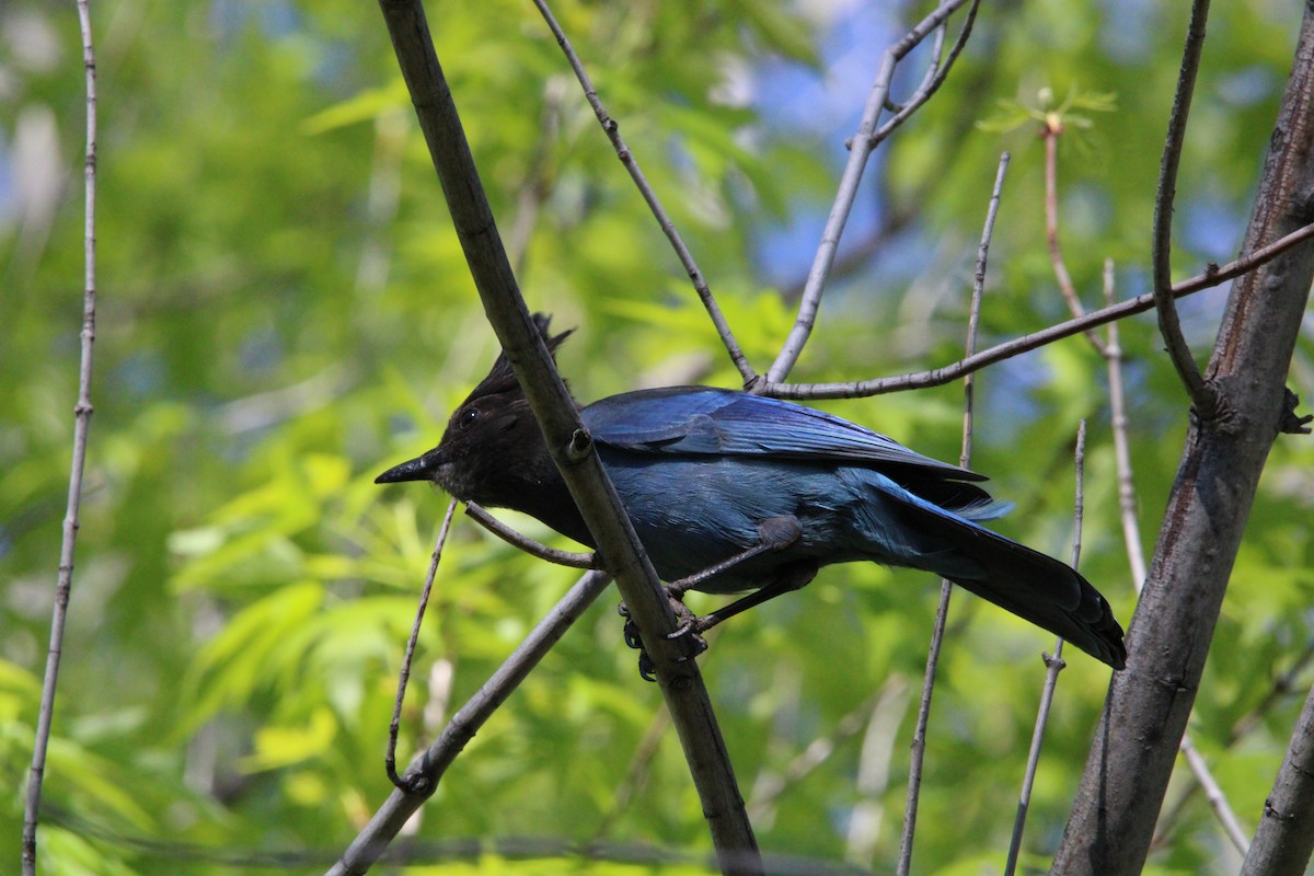 Steller's Jay - ML636173509