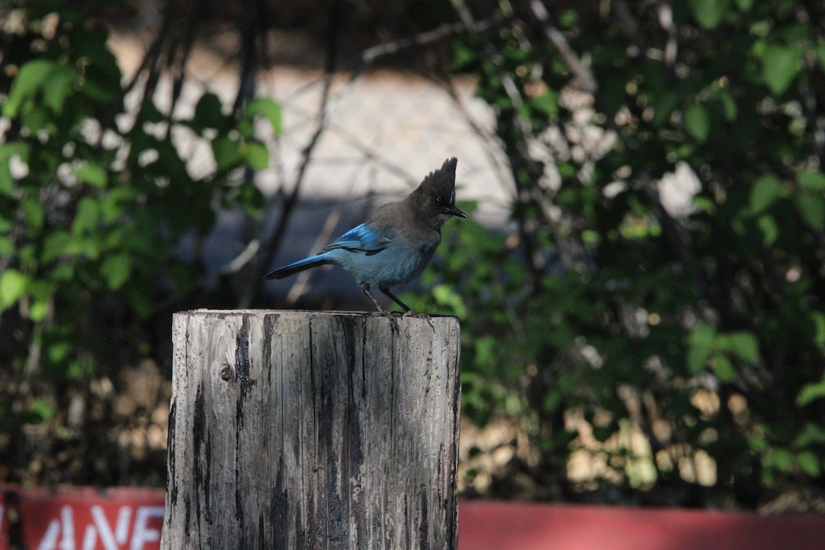 Steller's Jay - ML636173511