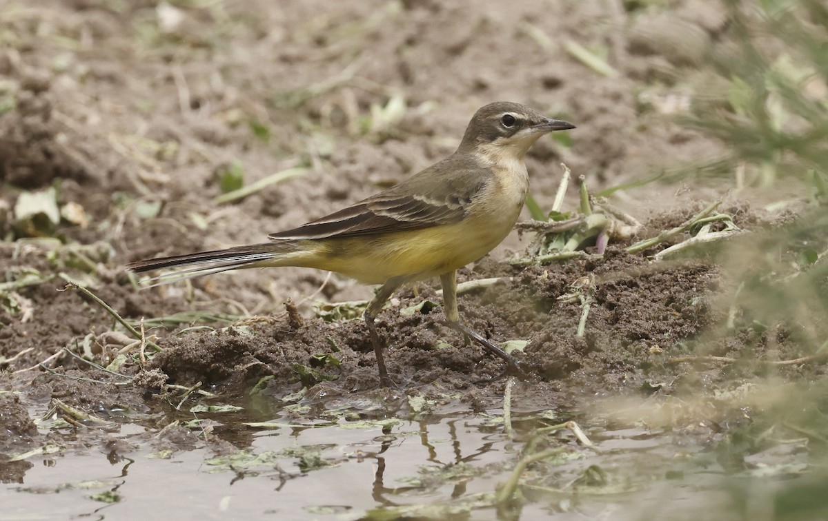Western Yellow Wagtail - ML636173515