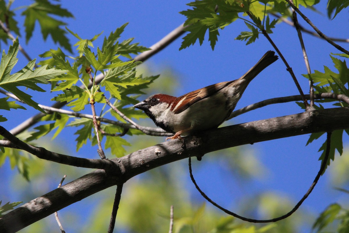 House Sparrow - ML636173521