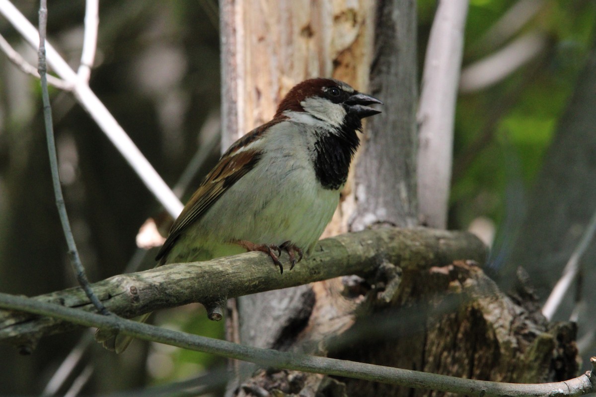 House Sparrow - ML636173522