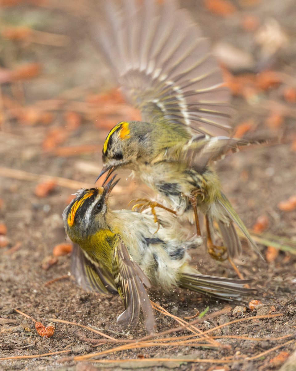 Common Firecrest - ML636173529