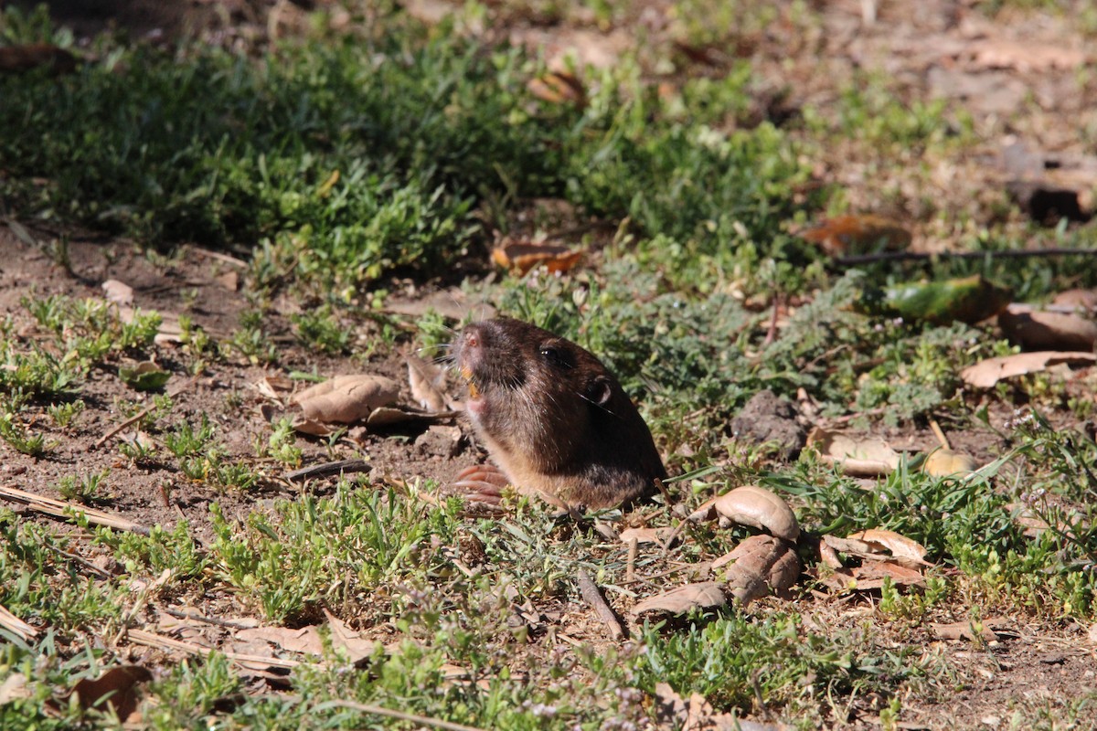 Botta's Pocket Gopher - ML636173552