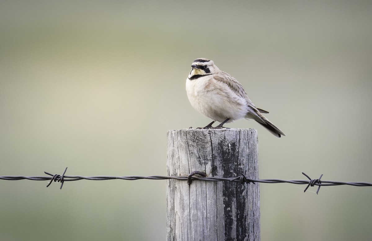 Horned Lark - ML636173554