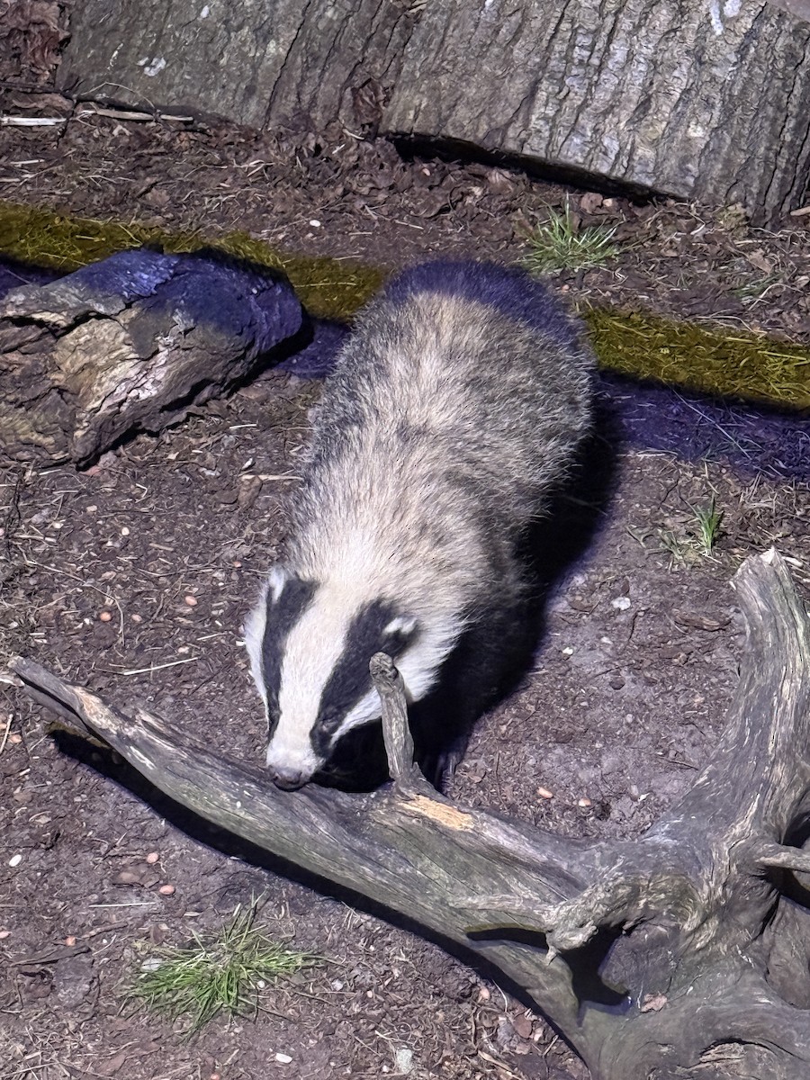 porsuk - ML636173577