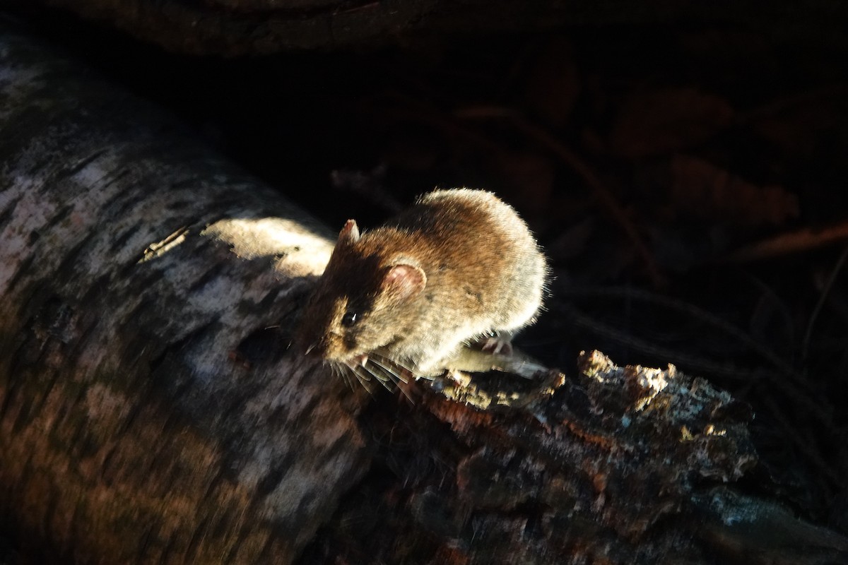 European Wood Mouse - ML636173578