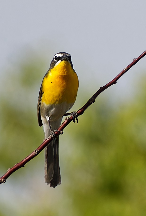 Yellow-breasted Chat - ML636173580