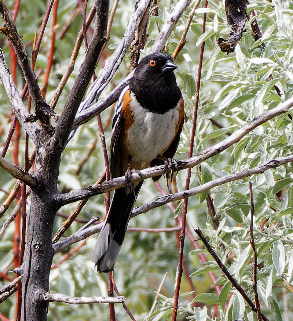 Spotted Towhee - ML636173589