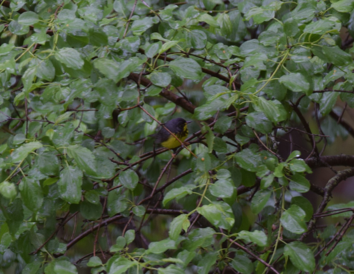 Canada Warbler - ML636173714