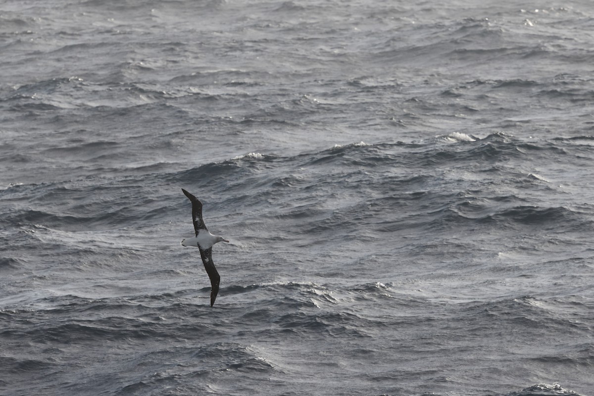 Snowy Albatross - ML636173788