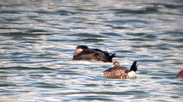 Surf Scoter - ML636173789