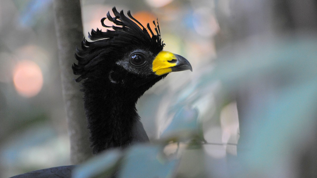 Bare-faced Curassow - ML636173794