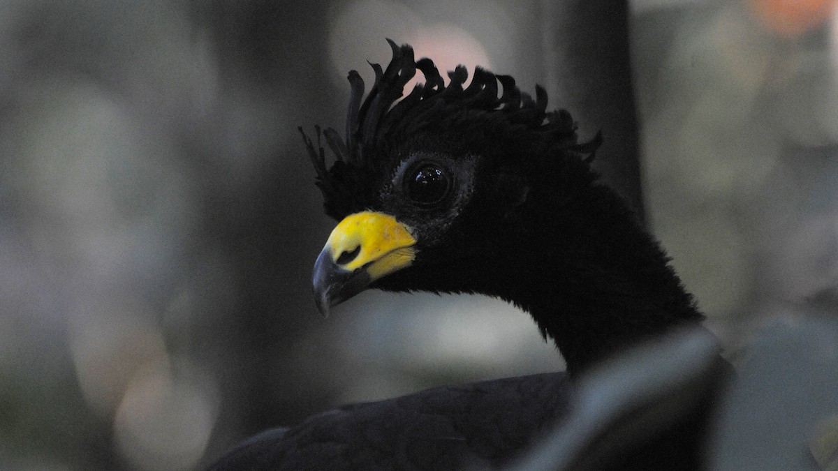 Bare-faced Curassow - ML636173795