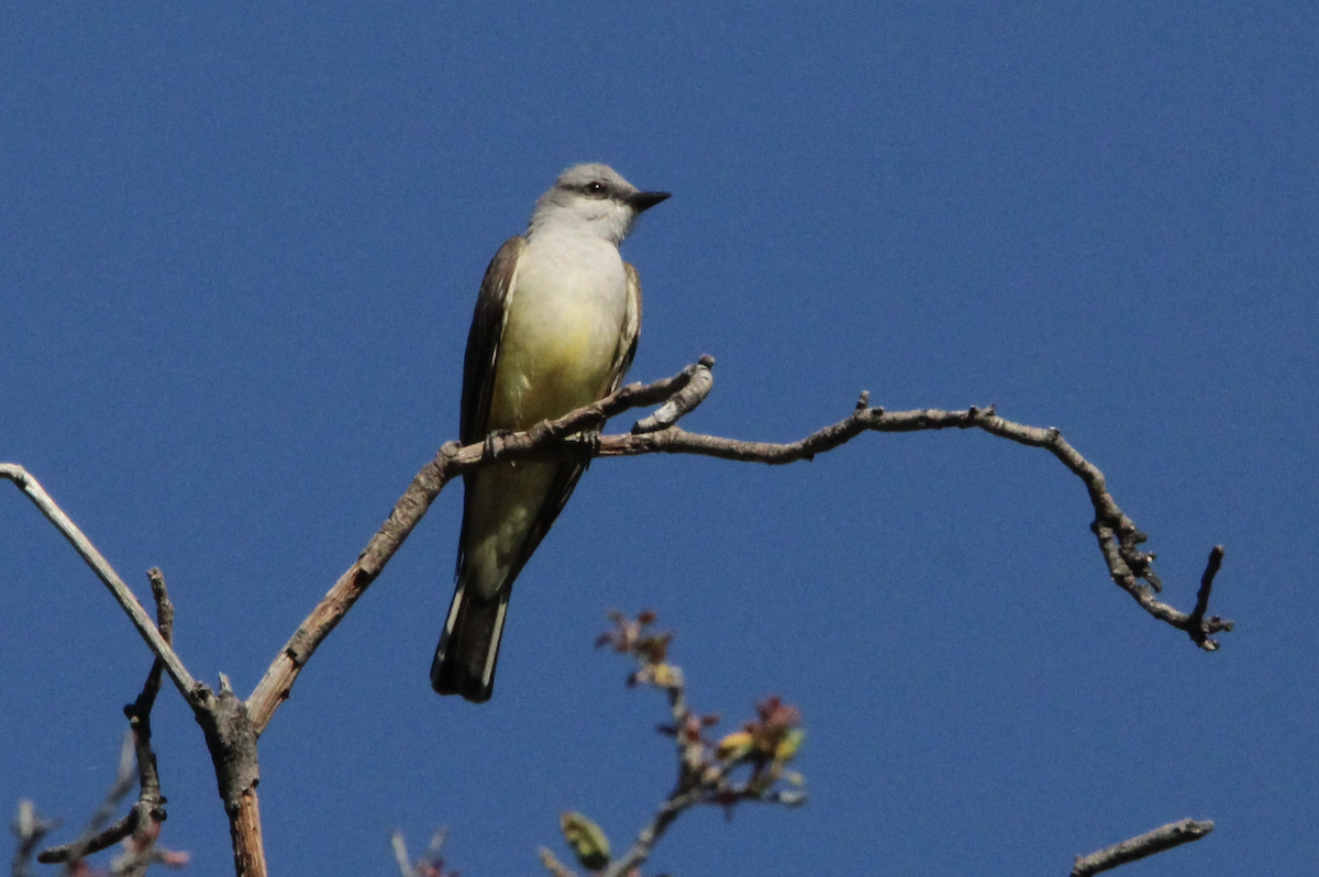 Western Kingbird - ML636173834