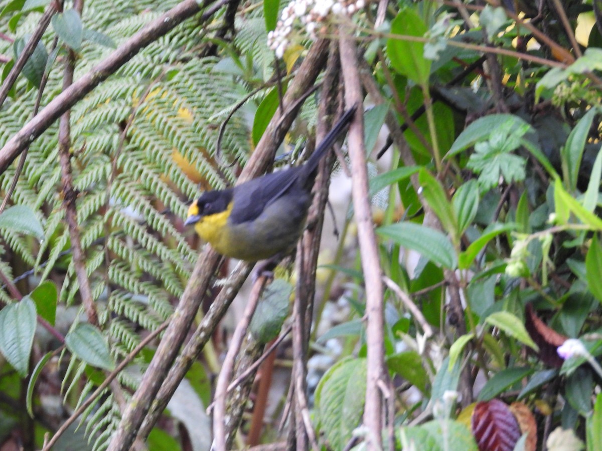 Pale-naped Brushfinch - ML636173876