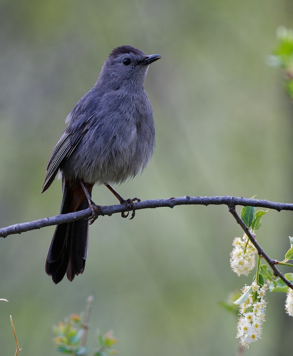 Gray Catbird - ML636173892