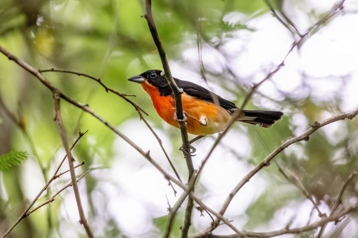 Crimson-breasted Finch - ML636173936