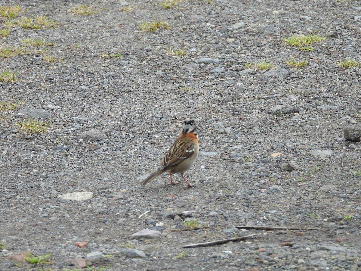 Rufous-collared Sparrow - ML636173937