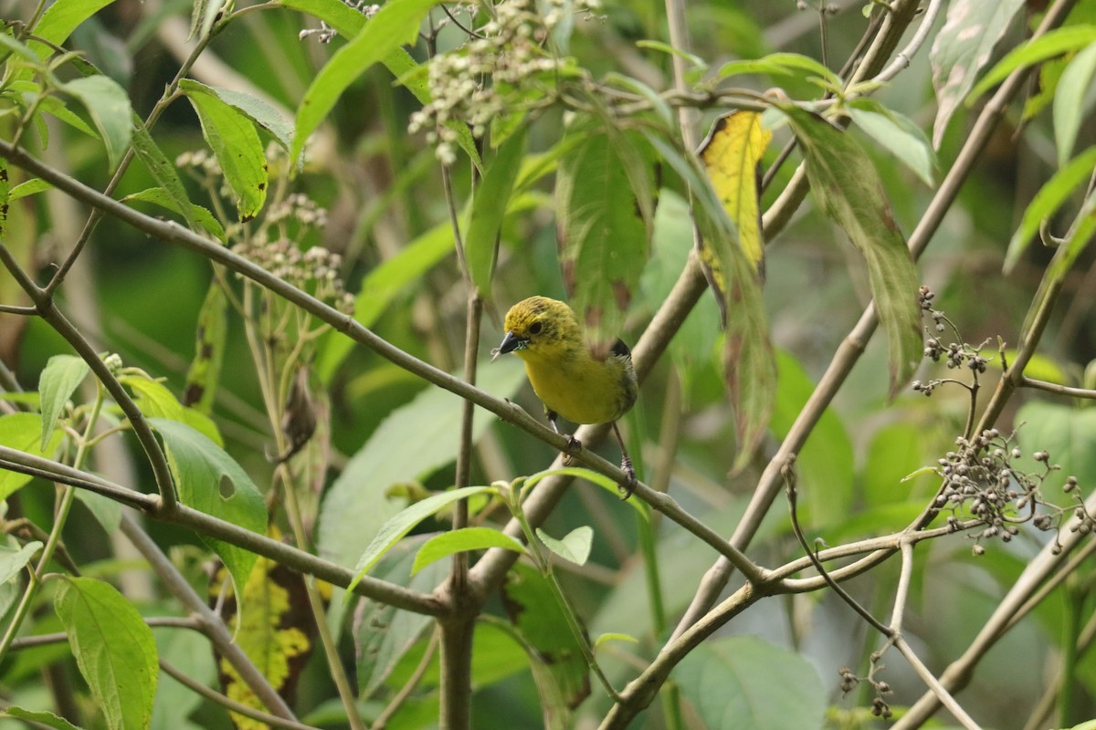 Yellow-headed Brushfinch - ML636173962