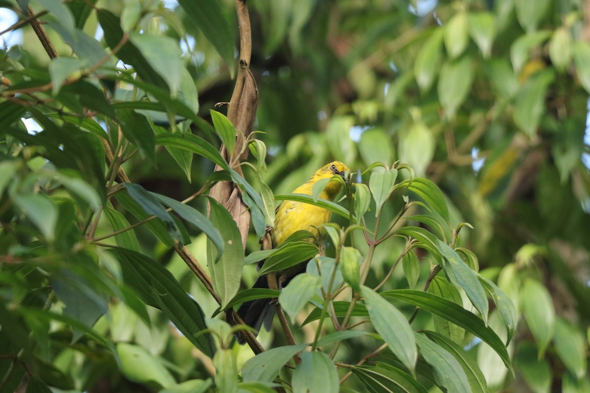 Yellow-headed Brushfinch - ML636173973