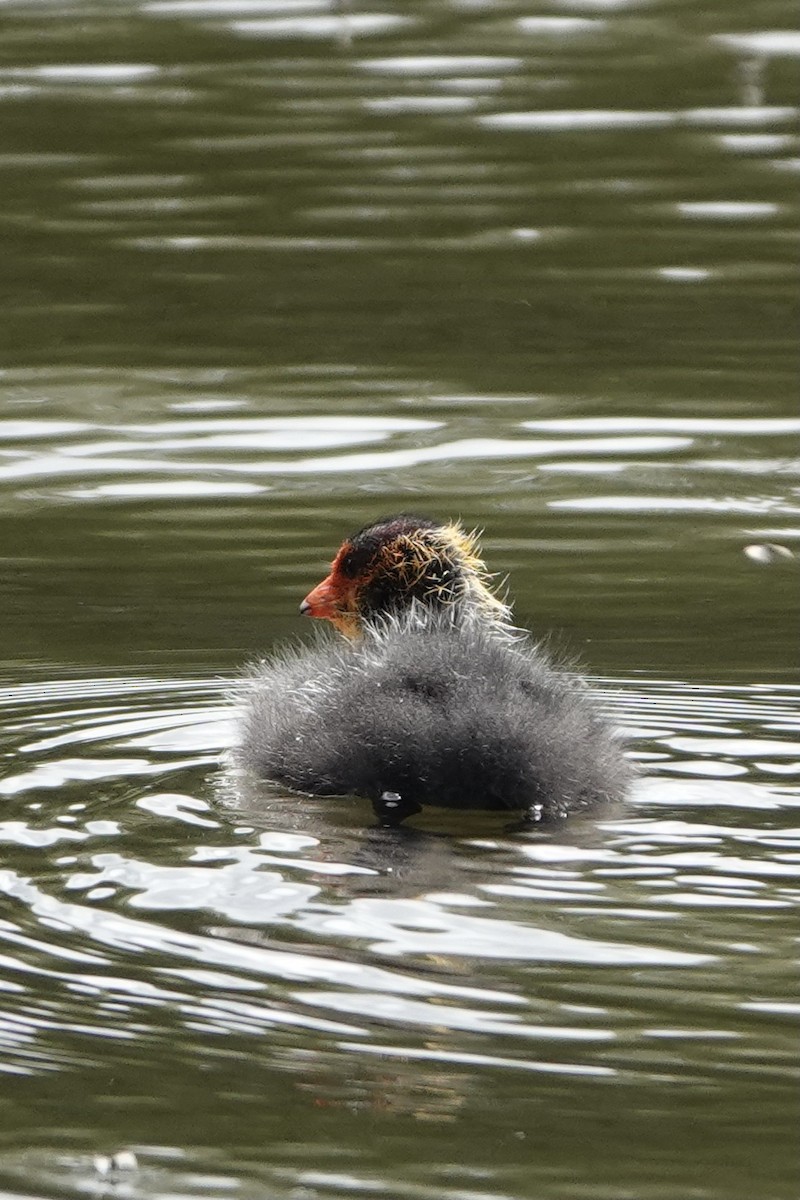 Sakarmeke - ML636174022