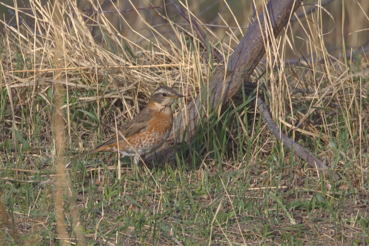drozd rezavý - ML636174041