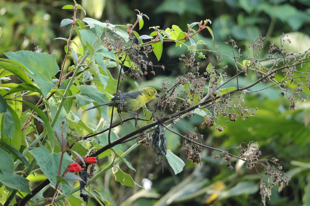 Yellow-headed Brushfinch - ML636174101
