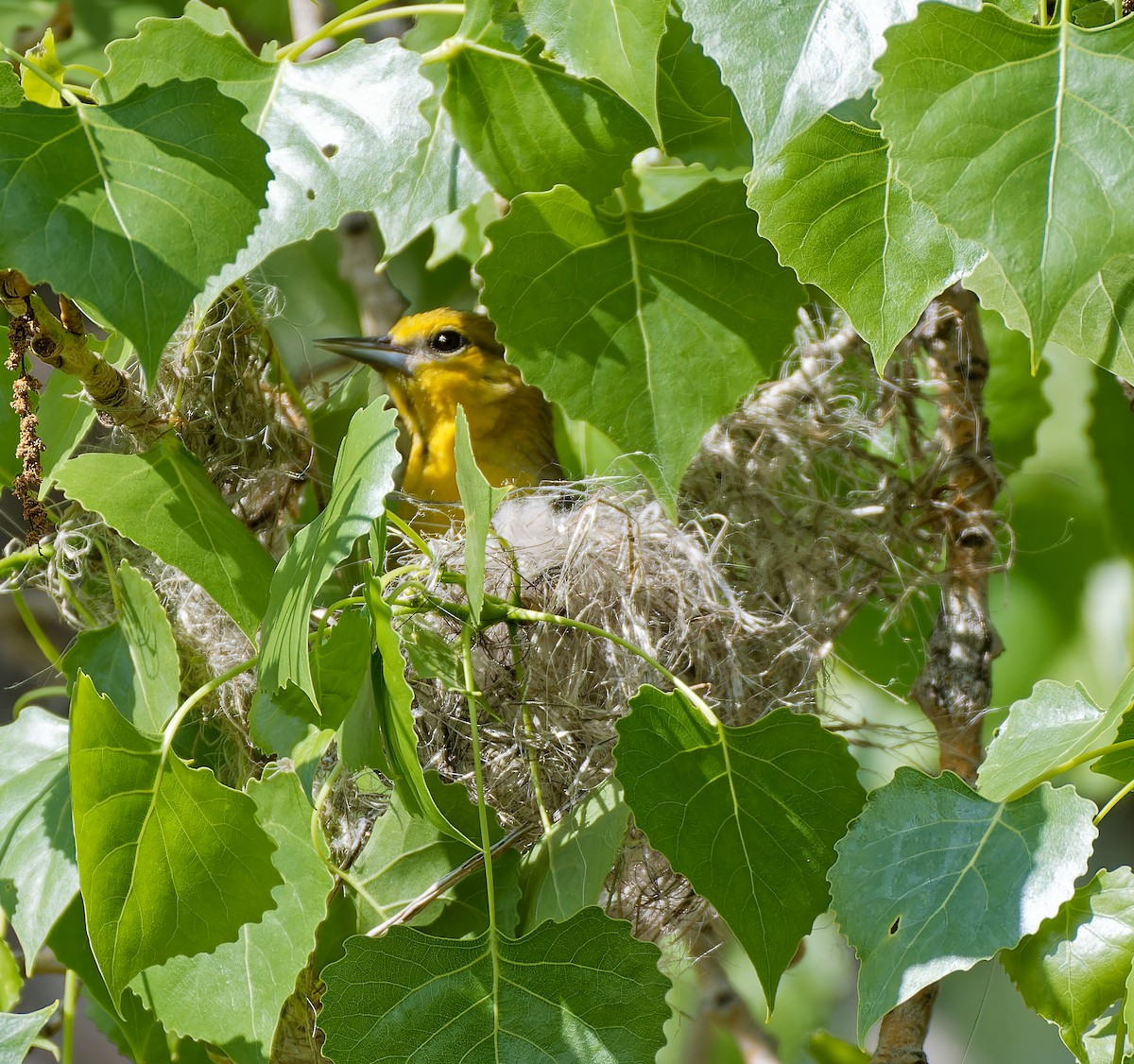 Bullock's Oriole - ML636174105