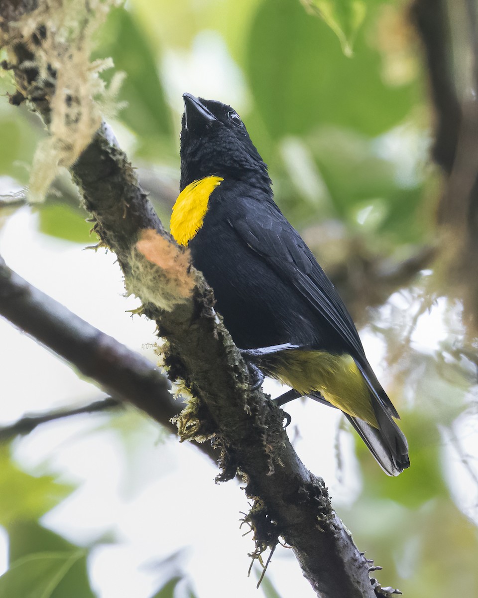 Golden-chested Tanager - ML636174121