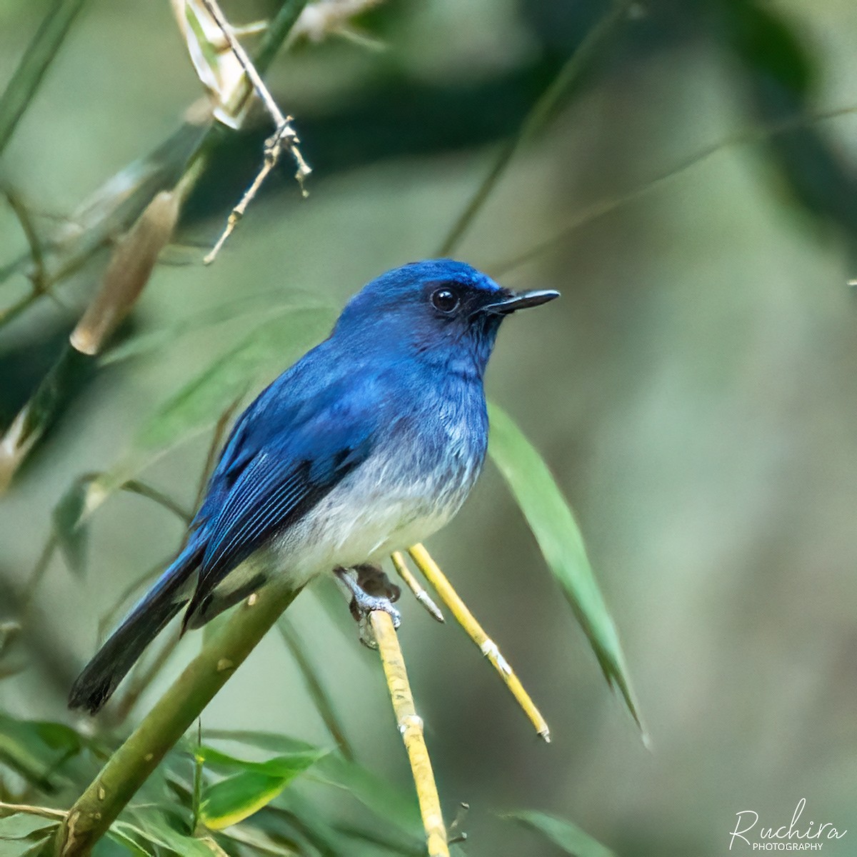 White-bellied Blue Flycatcher - ML636174127