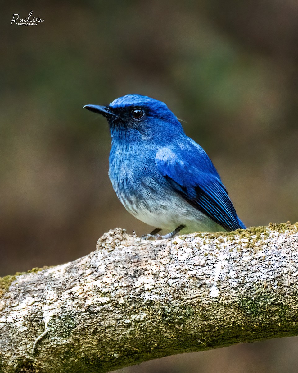 White-bellied Blue Flycatcher - ML636174136