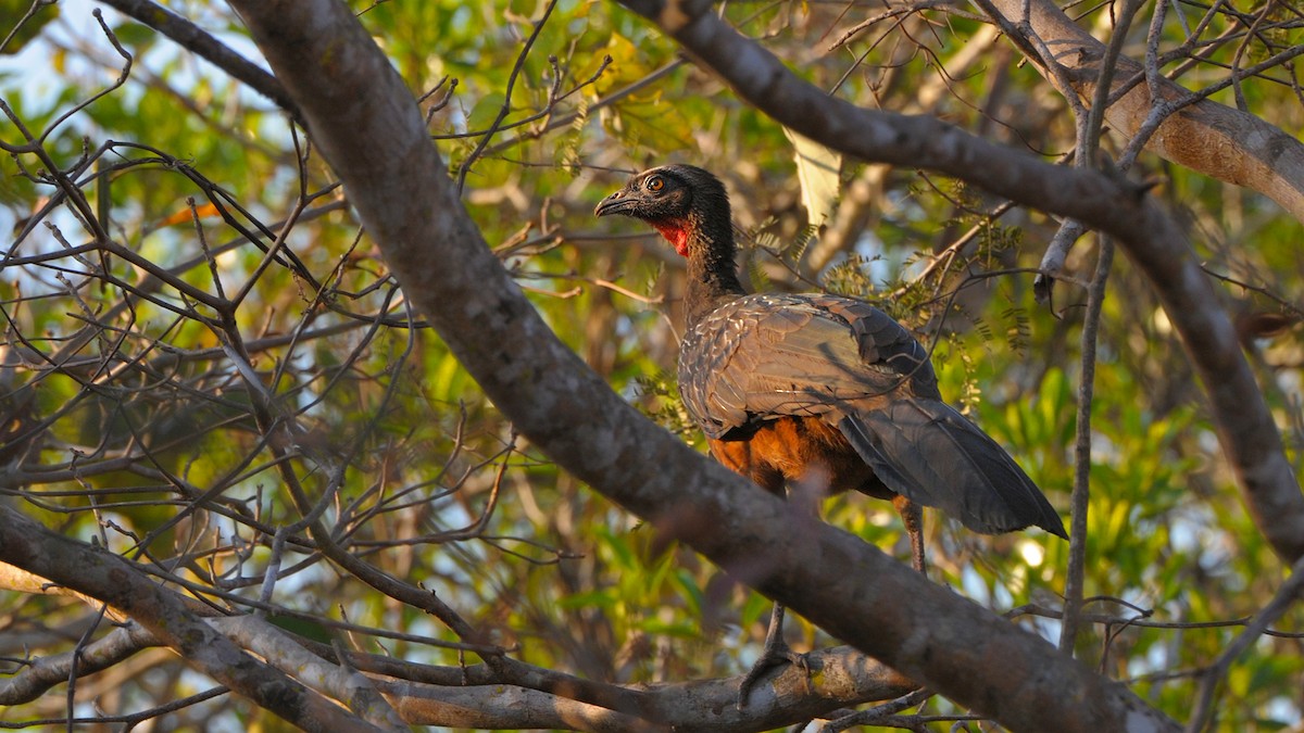 Chestnut-bellied Guan - ML636174138