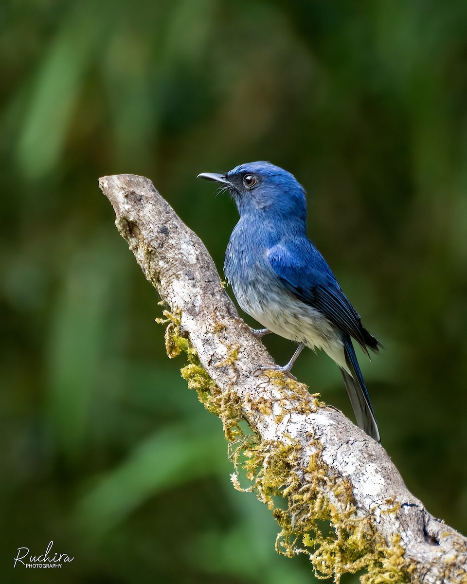 White-bellied Blue Flycatcher - ML636174139