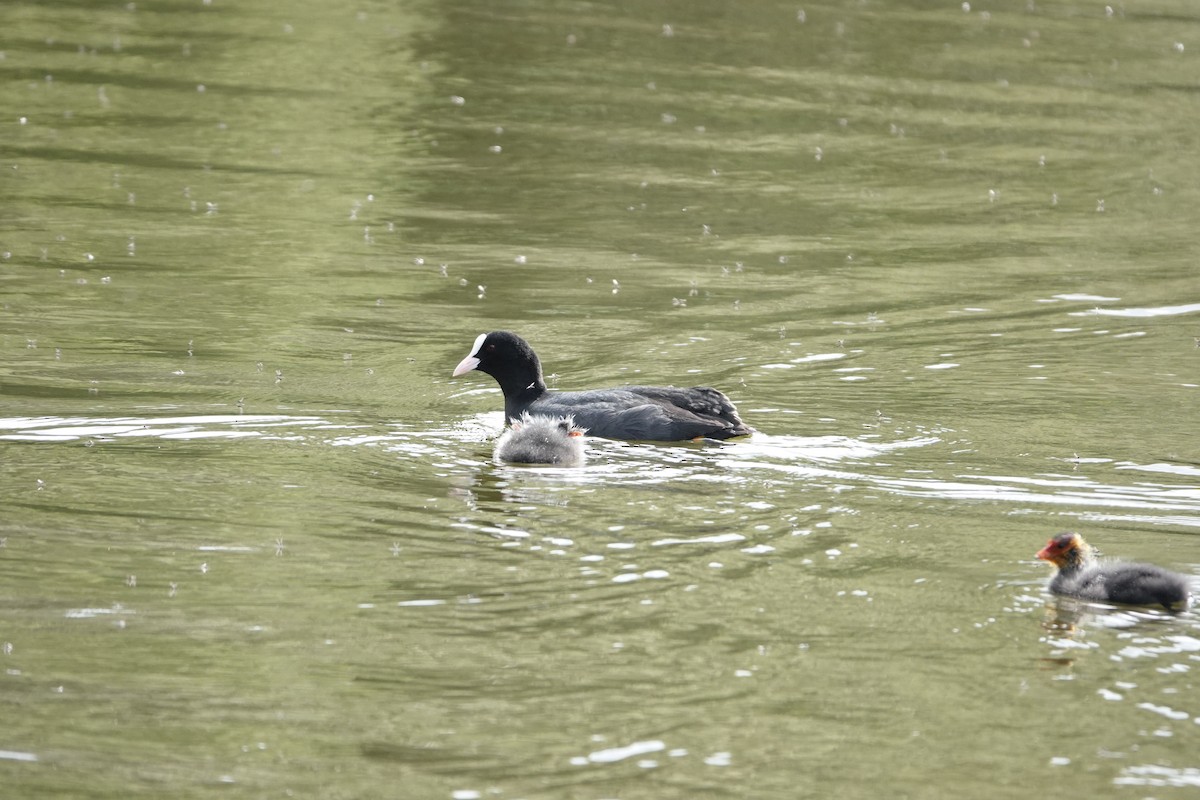 Sakarmeke - ML636174197